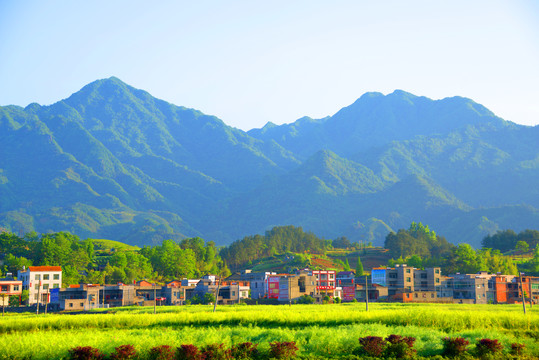 贡米基地A