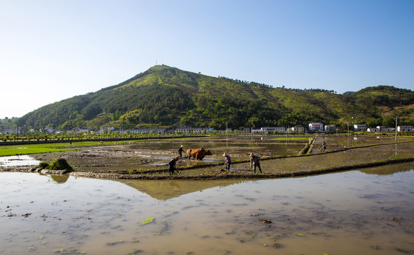 贡米水田