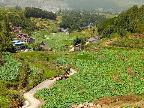 樟扒沟连片彩藕基地