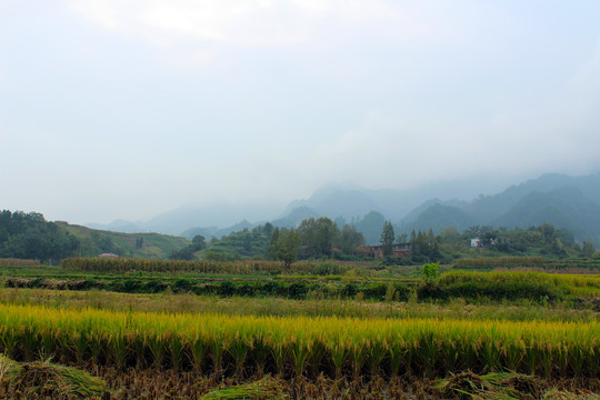 中峰贡米I