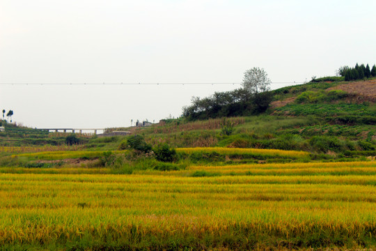 中峰贡米M