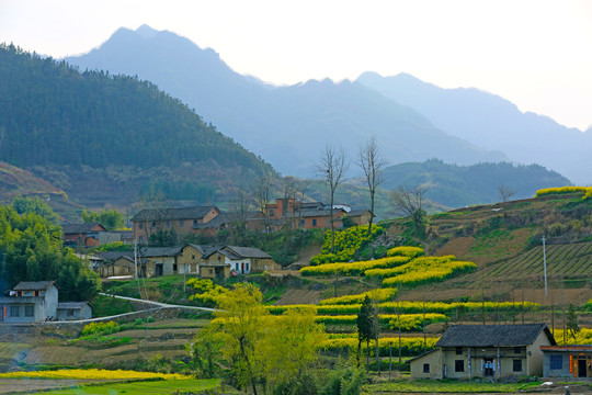 中峰贡米W