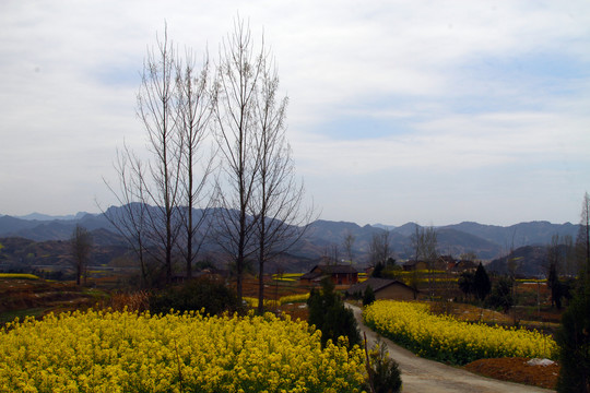 中峰油菜花A
