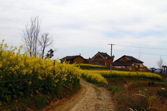 中峰油菜花C