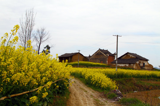 中峰油菜花F