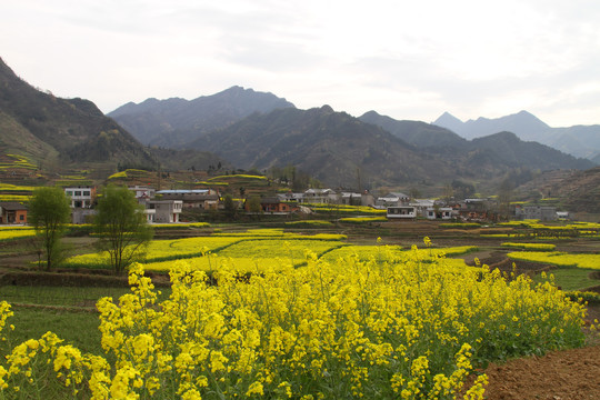 中峰油菜花J