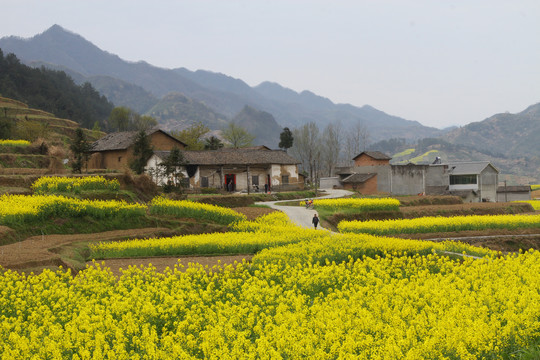 中峰油菜花O