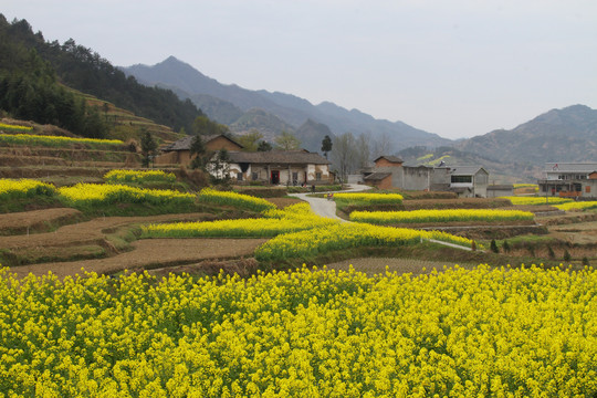 中峰油菜花P