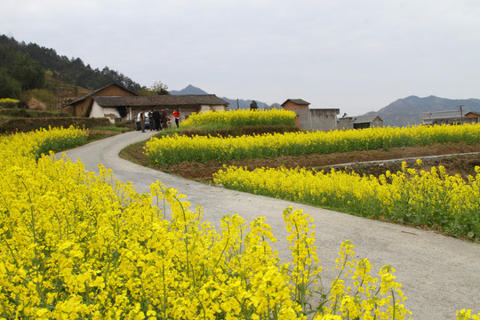 中峰油菜花Q