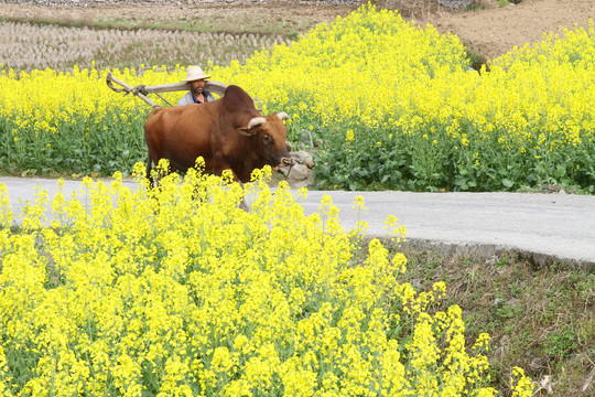中峰油菜花T