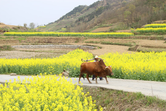 中峰油菜花V