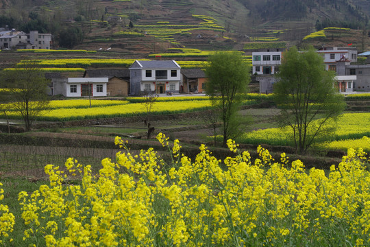 中峰油菜花Y