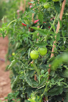 西红柿采摘园