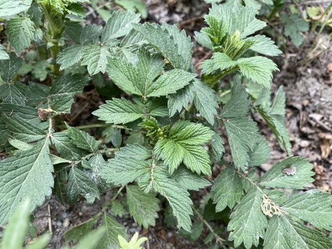 龙芽草