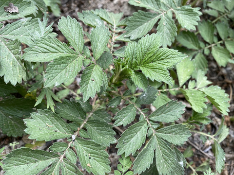 龙芽草