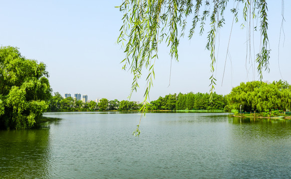 湖水森林风光