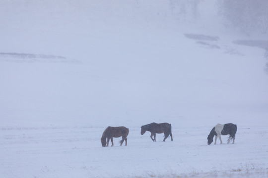 雪景