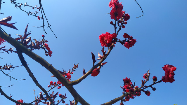 花卉
