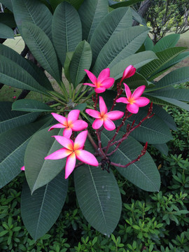 红鸡蛋花