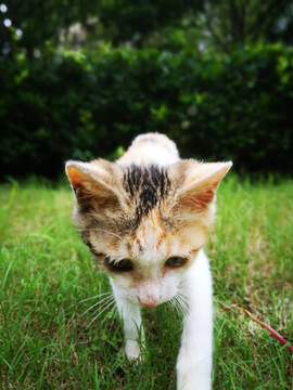 草坪上散步的猫