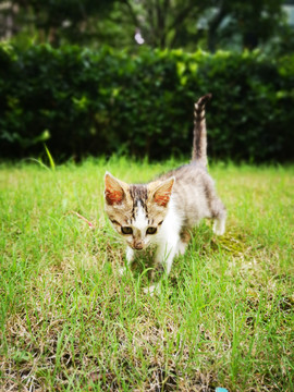 草坪上散步的猫