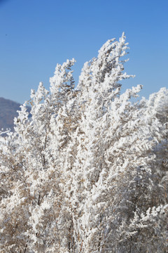 雾凇野草东北雪乡