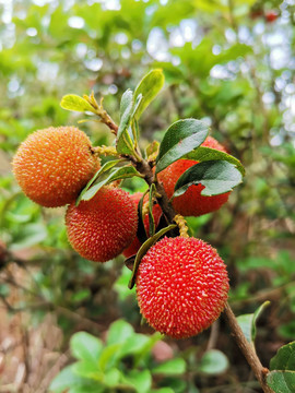 纯野生红杨梅