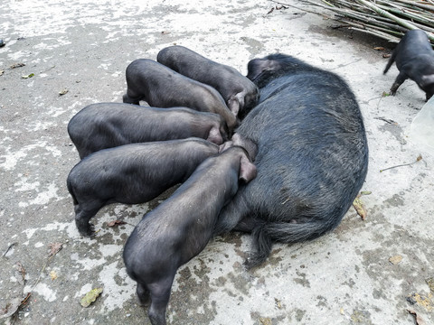 黑猪本地猪养殖猪肉