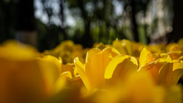 郁金香花海