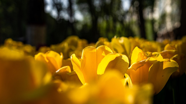 郁金香花海