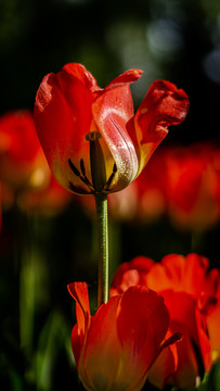 郁金香花海
