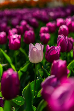 郁金香花海