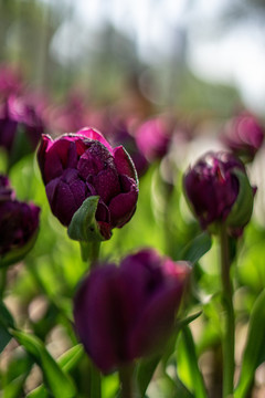 郁金香花海