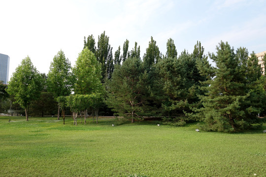 草坪大树树木公园绿化草地森林