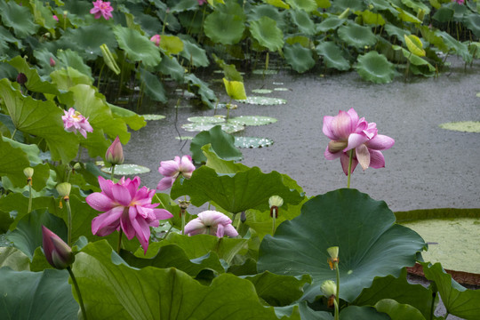 夏雨荷花