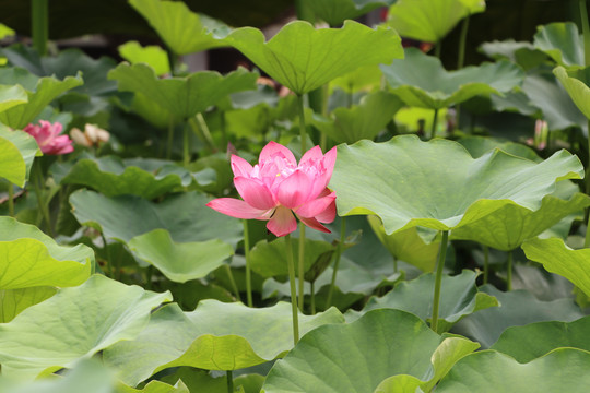 池塘荷花