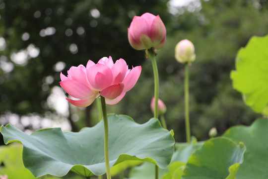 特写荷花