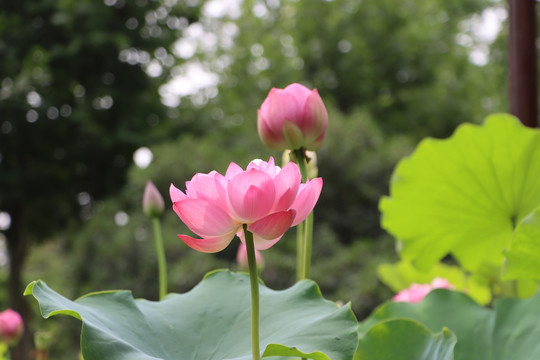 荷花特写