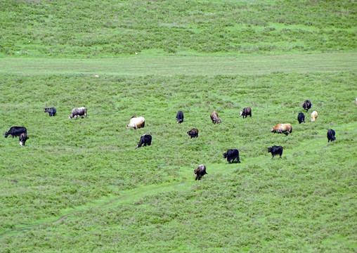 草原上吃草的牛