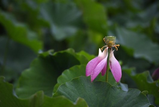 雨后荷花