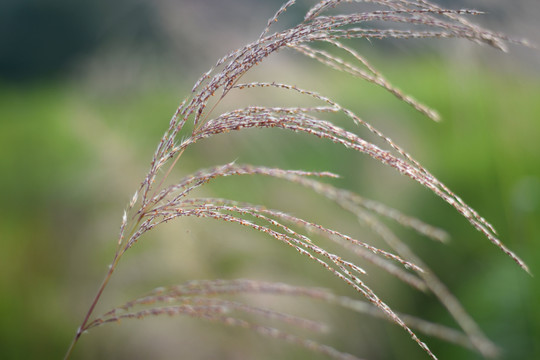 芭茅