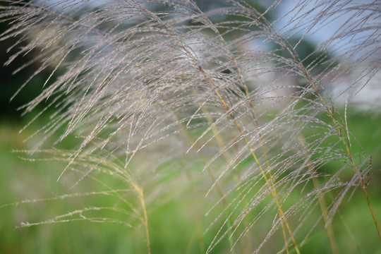 芭茅