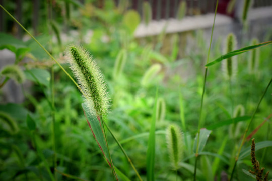 狗尾巴草