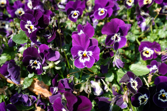 紫色的三色堇蝴蝶花