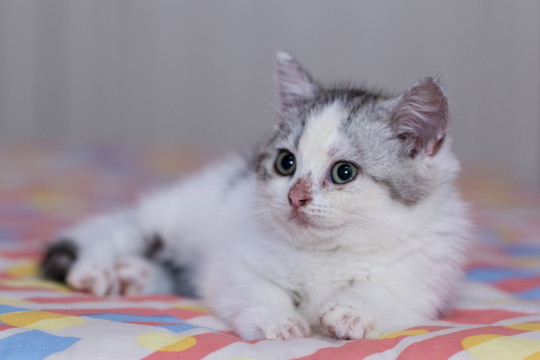3月龄鼻奶藓未愈的美短高白幼猫