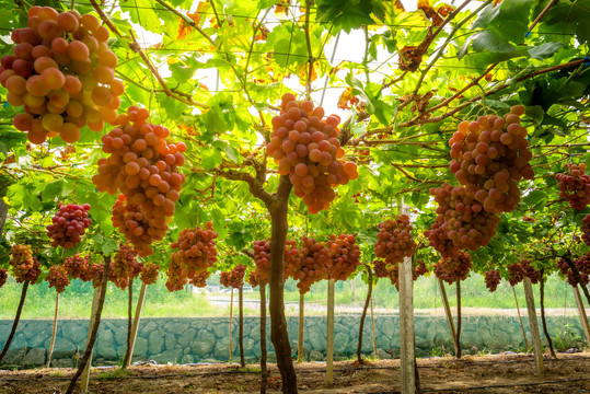 葡萄园成熟的葡萄提子