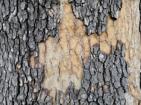 树木树皮纹理