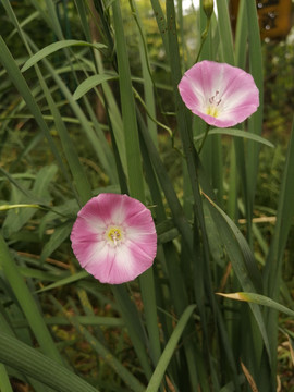 美丽月见草夜来香柳叶菜科