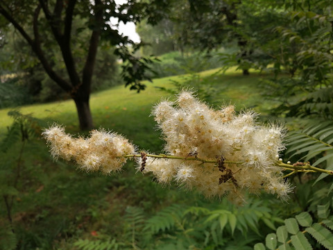 珍珠梅