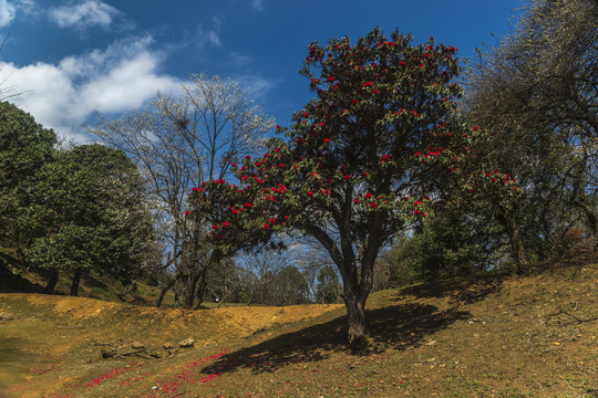 菌子山杜鹃花